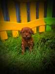 Pudel toy teacup sunia Genetyka.