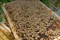 Бджолині сім'ї на рамці додан