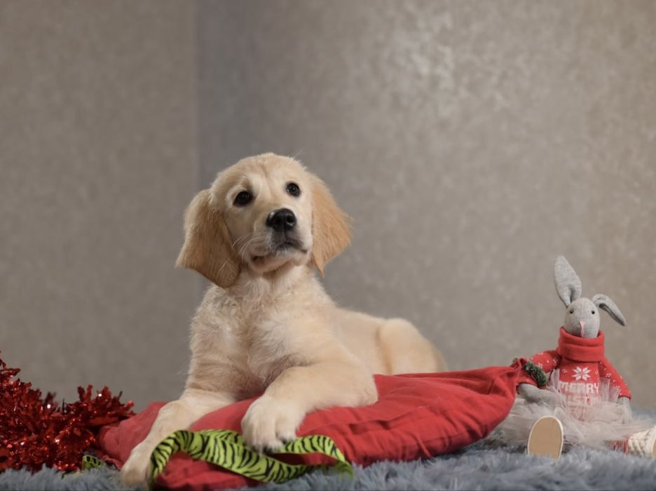 Золотистый ретривер