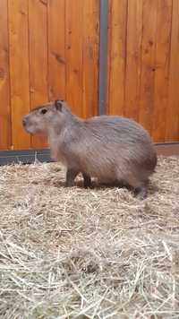 Kapibara - samiec