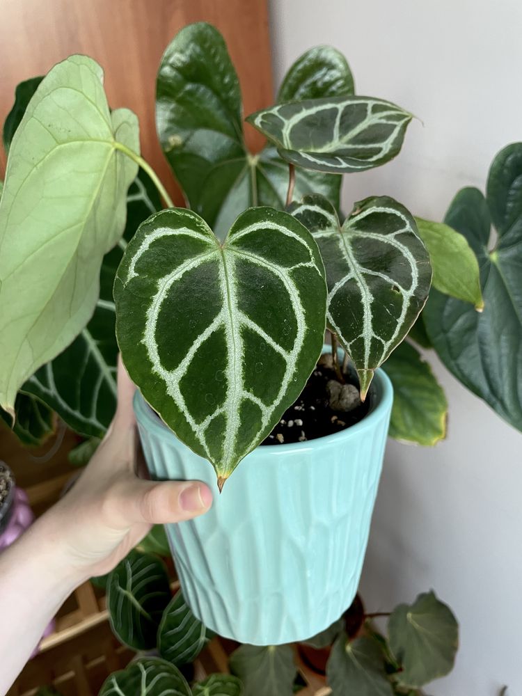 Anthurium (MagnificumxCrystallinumred SF)xCrystallinum Dark Form