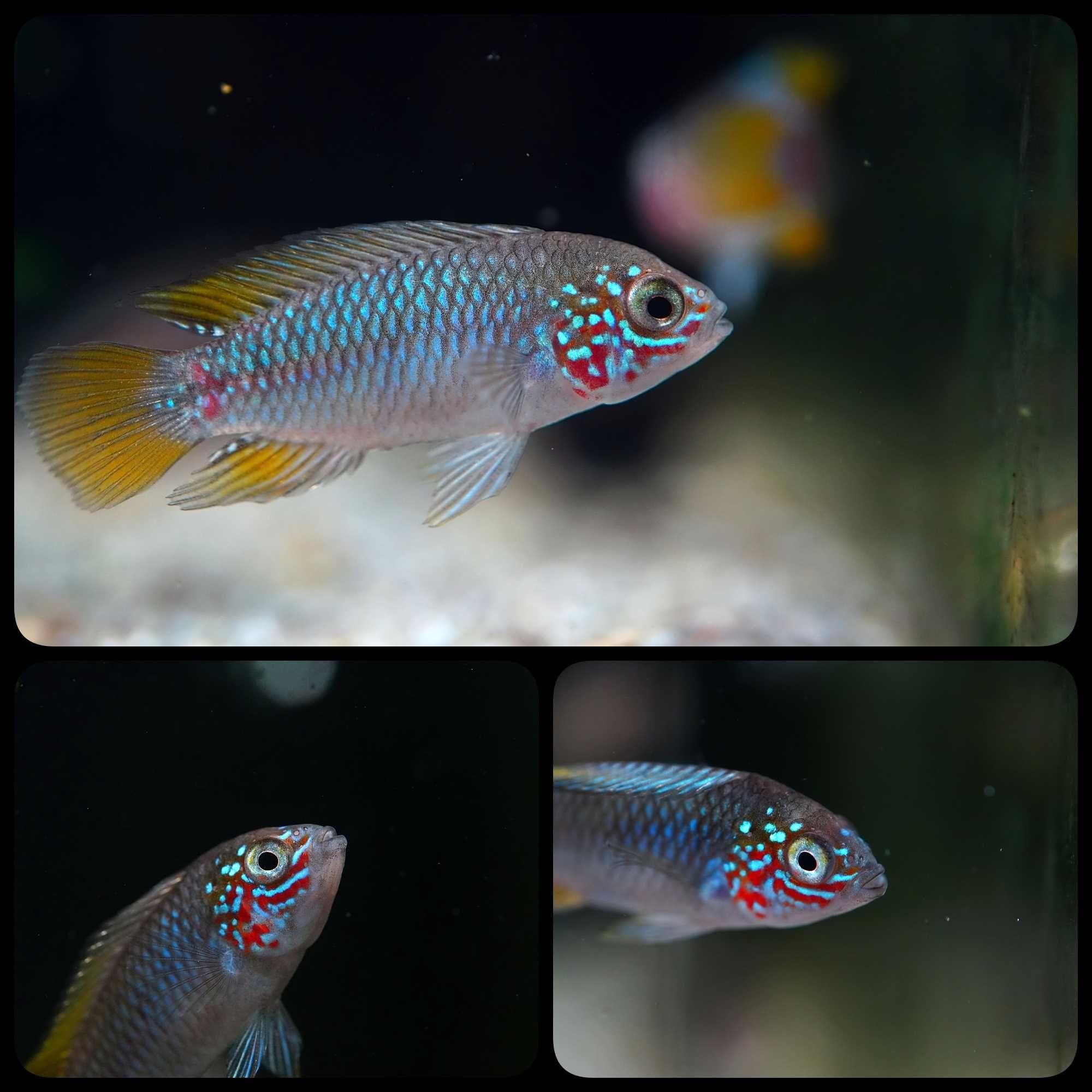 Pielęgniczka Apistogramma borelli "Opal" - AQUASZOP