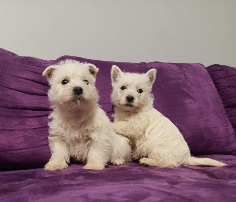 Suczka West Highland white terrier