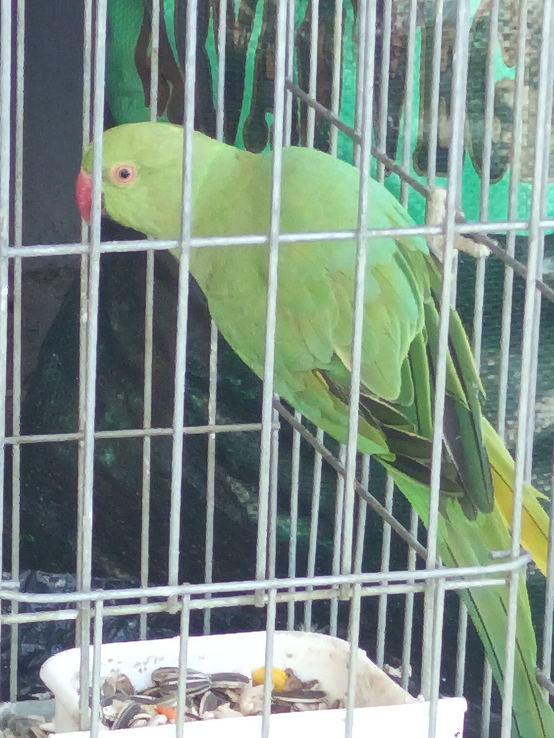 Ring Neck 1 ano Verdes