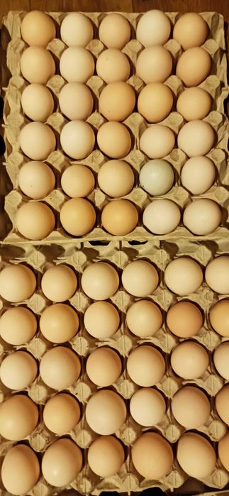Jaja wiejskie, swojskie z wolnego wybiegu