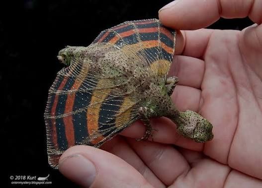 Draco volans - jaszczurka latająca - dorosła para - niespotykane!!!