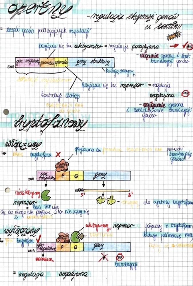 Notatki biologia rozszerzona