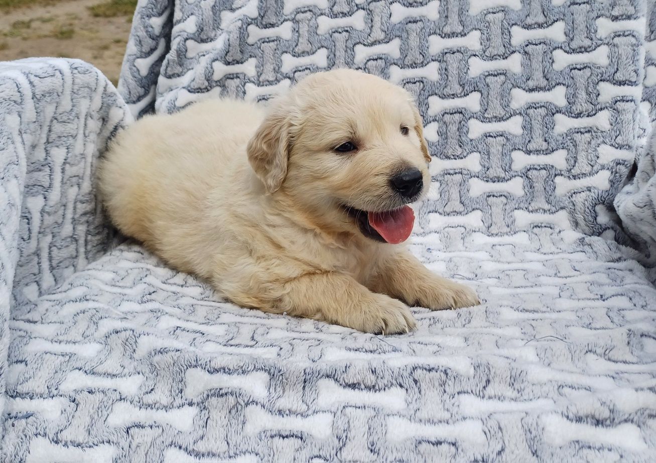 Piesek rasy Golden retriever