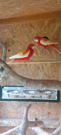 Papugi nimfy kolorowe z wolierą Aleksandretty Obrożne