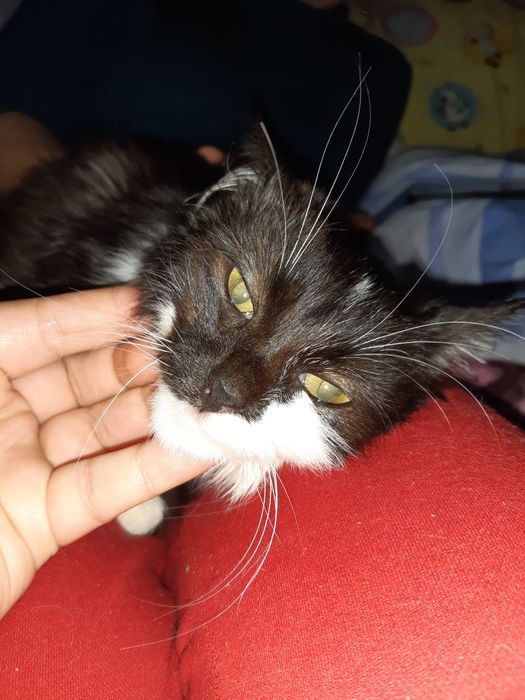 Стерилізована красуня в добрі руки