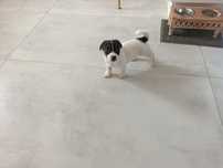 Jack Russell Terrier Suczka