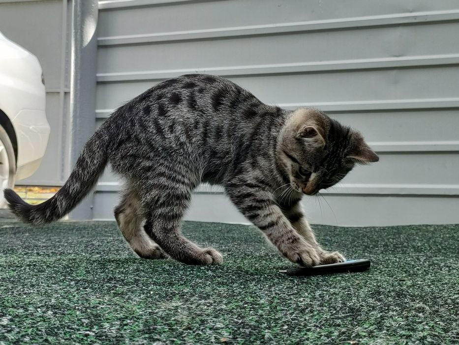 Кот европейский полосатый окраса табби, черный пушистый