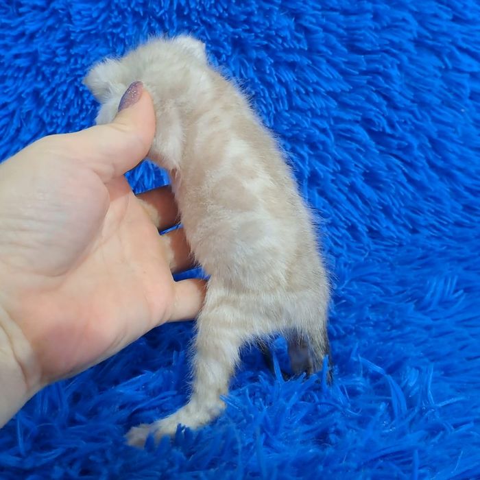 Бенгальский котёнок