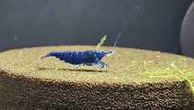 Krewetki krewetka neocaridina blue sapphire Niebieskie ciemne velvet