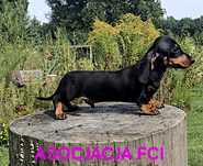 Jamnik Krótkowłosy Miniaturowy piesek ZKwP/ FCI po Championach