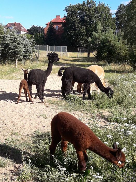 Alpaki , młode samce i samiczki .