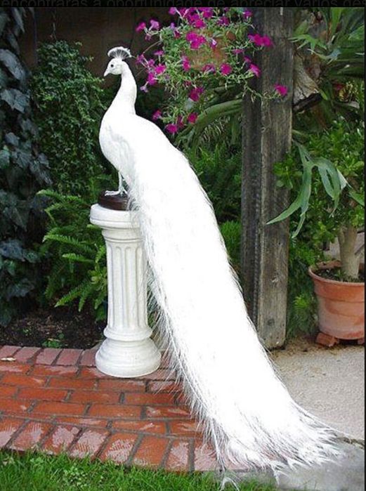 Vendo Pavões de várias idades