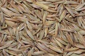 Kupkówka pospolita, nasiona paszowe. Wysyłka gratis!