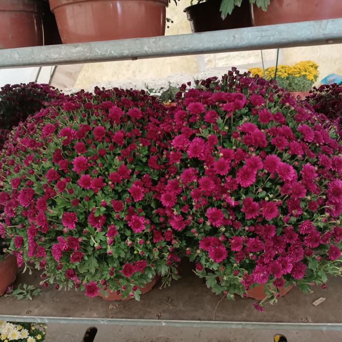 Chryzantemy , Dąbki