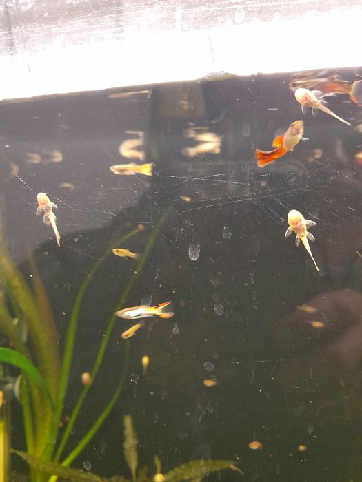 Ryby akwariowe glonojady