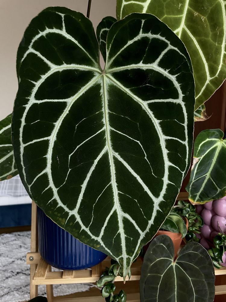 Anthurium (MagnificumxCrystallinumred SF)xCrystallinum Dark Form