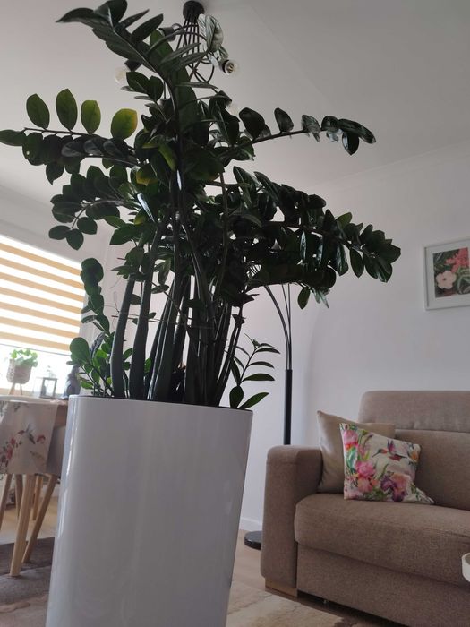 Zamiokulkas zamia olbrzymia