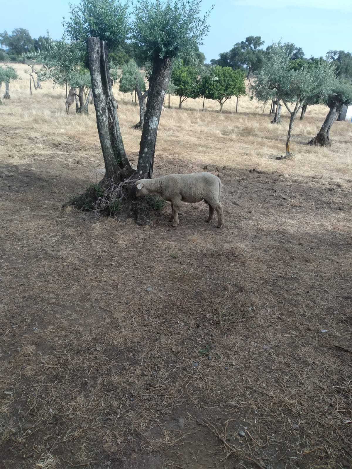 Vende se borrego