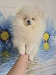 Pomeranian XS. Piesek.