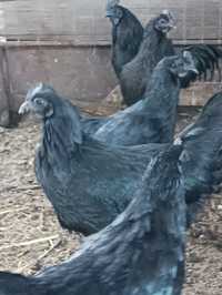 Ayam Cemani czarne jajka legowe