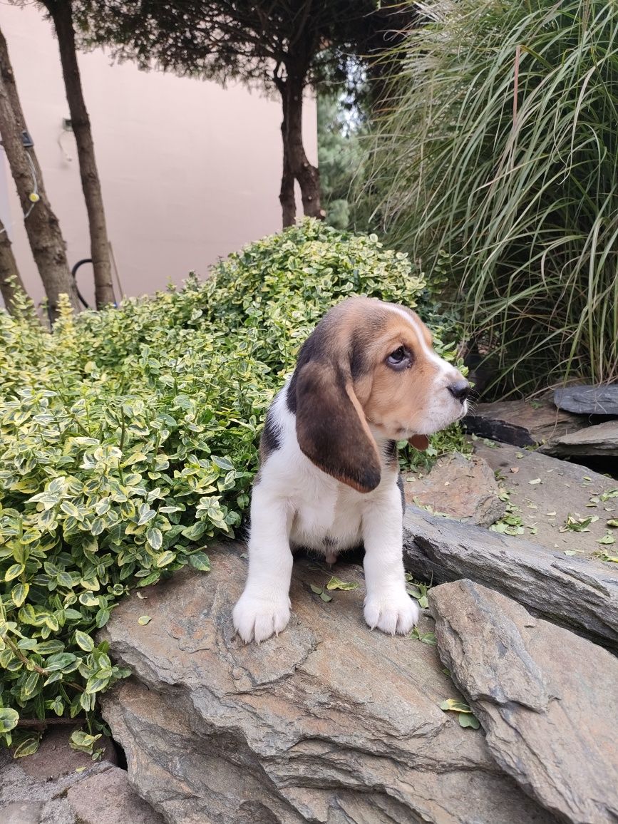 Beagle piesek trikolor