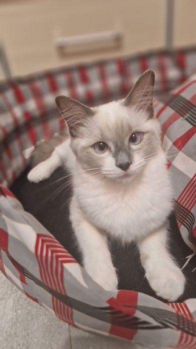 Śliczna kotka ragdoll