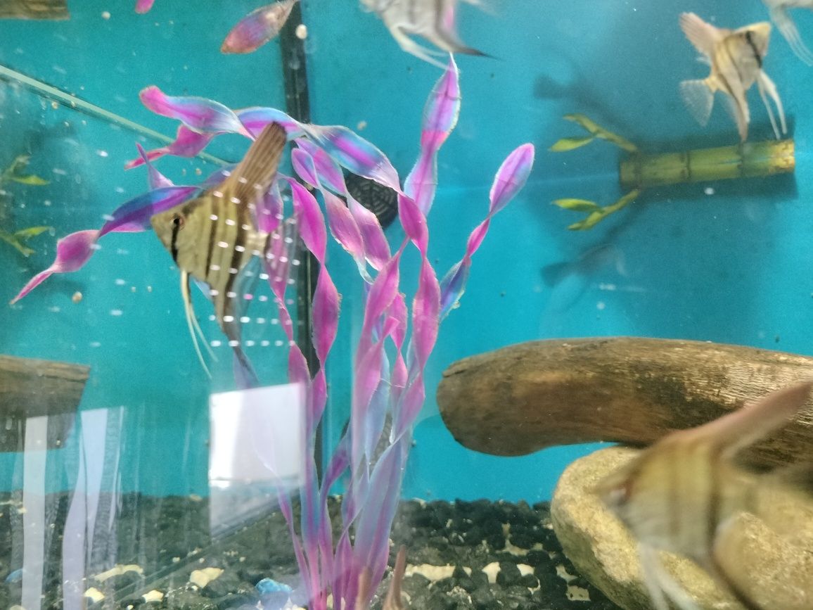 Peixes escalares
