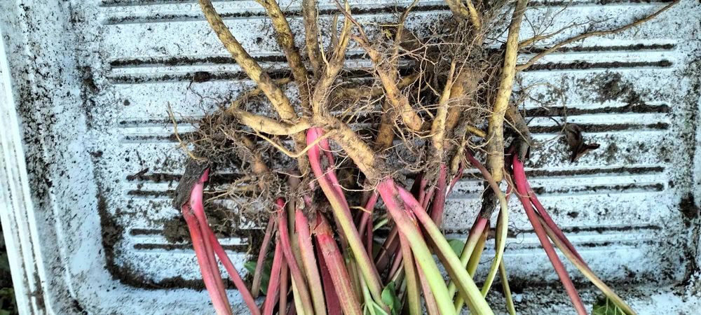 Sadzonki rabarbaru malinowego Lider