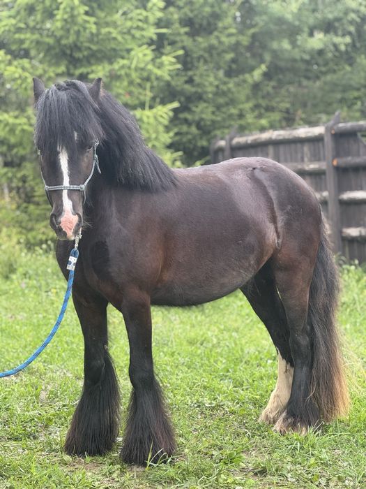 Na sprzedaż - 4-letni wałach rasy Tinker