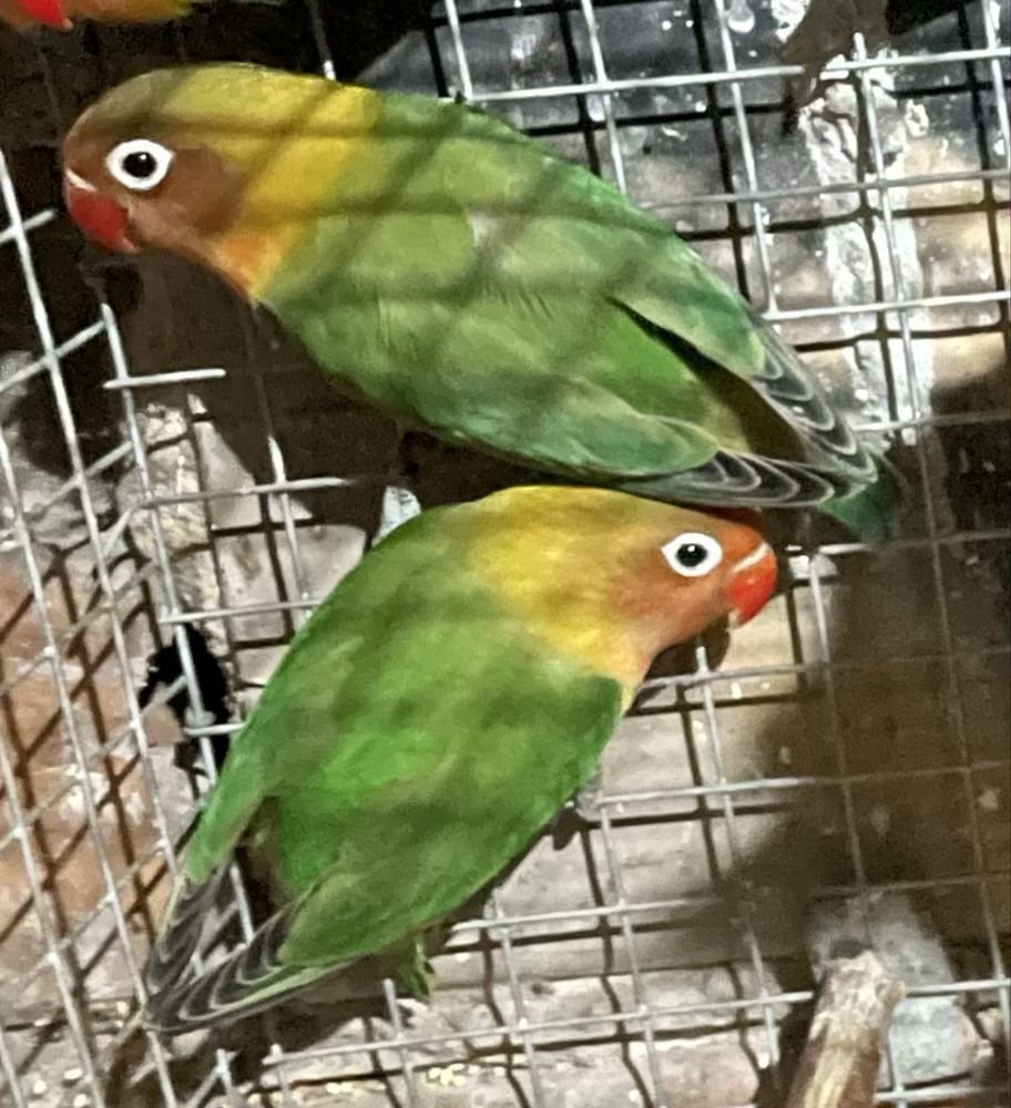 Aves para cedencia