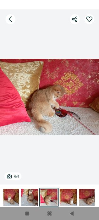 Kotek .Brytyjska złota szynszyla w kolorze ny11