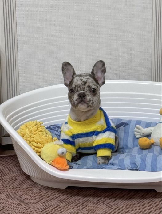 Забавна мінічка - любов на все життя!Доставка по Україні та за кордон