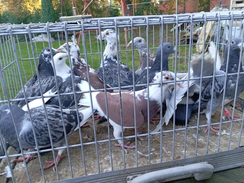 Gołębie staropolskie 11+ 4 szt zamiana