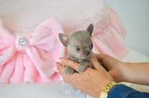 Chihuahua piekny malutki liliowy piesek