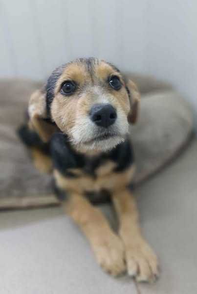 Szczeniaczek słodka Malinka szuka domku