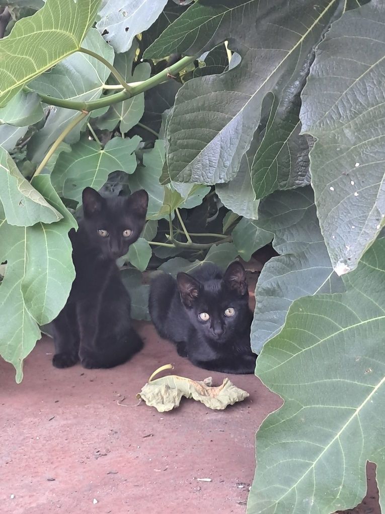 2 gatinhos com 2 mesinhos para adopção