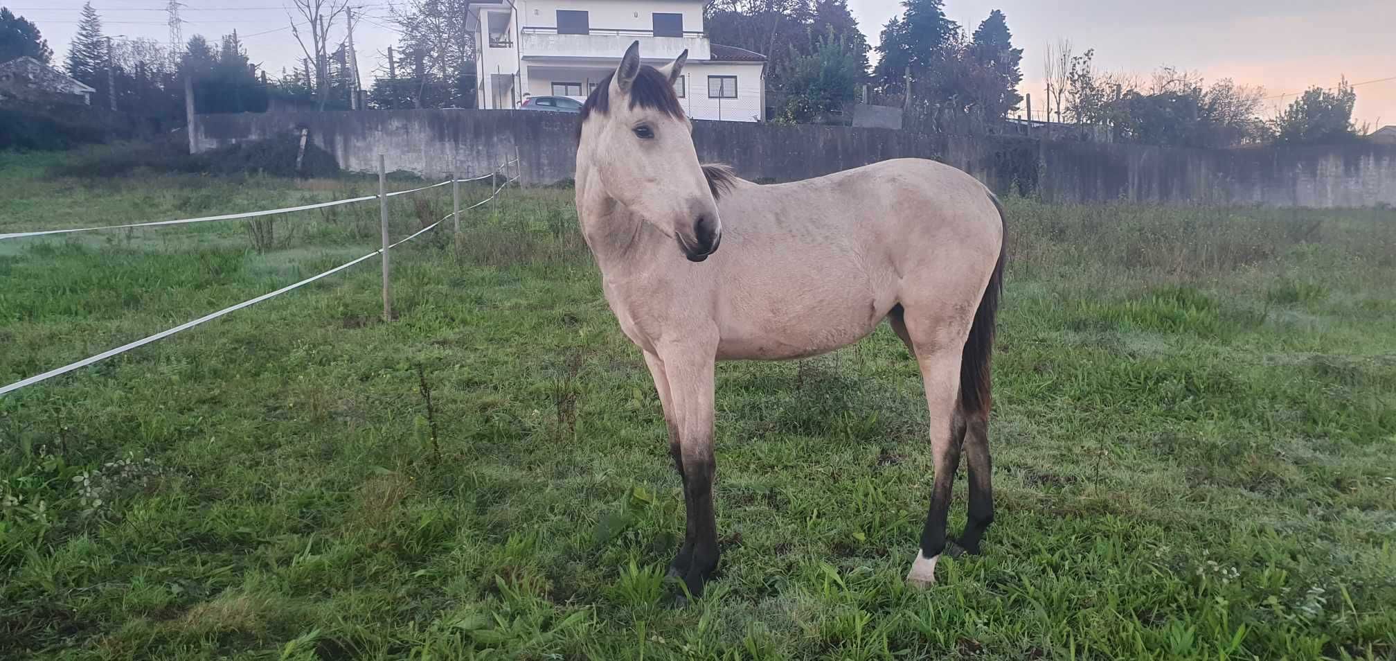 Poldra Lusitana Pura 33 meses