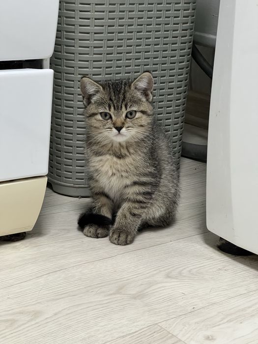 Шотландські кошенята хлопчик