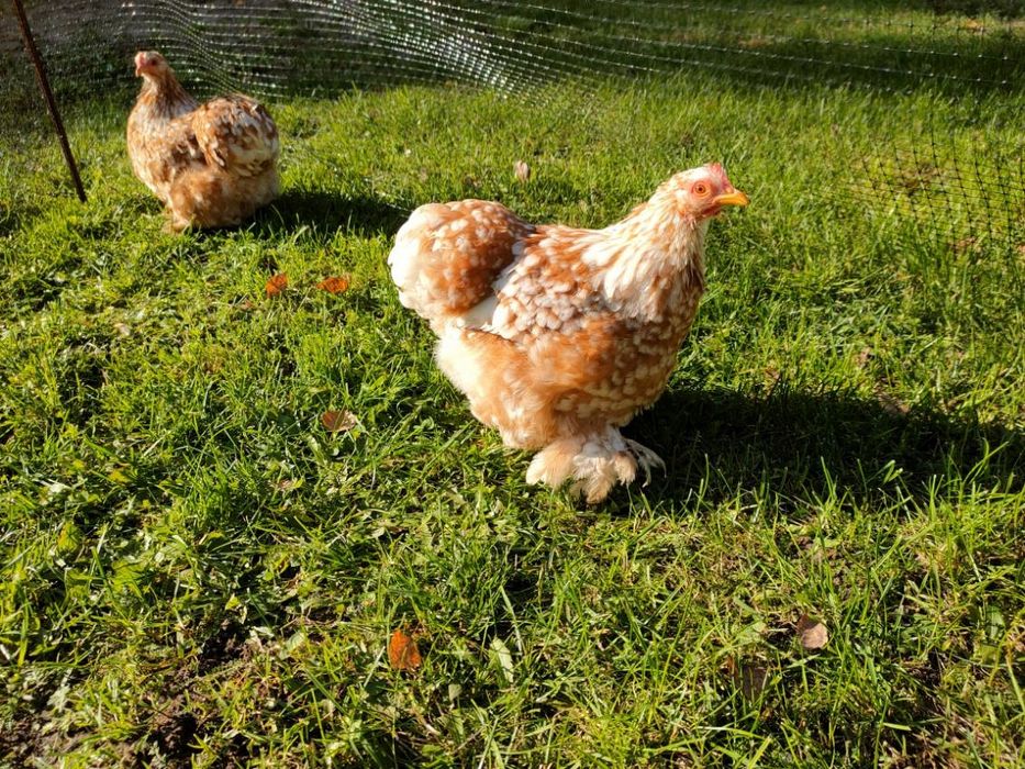 Kury kochin,kochin karzelek ,kochin miniaturowy, kochiny.
