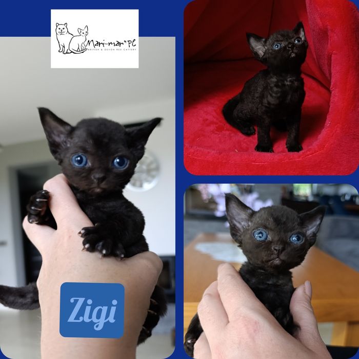 Kocurek Devon rex rodowód FPL