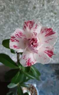 Адениум обессум, сортовая прививка Flower Beauty