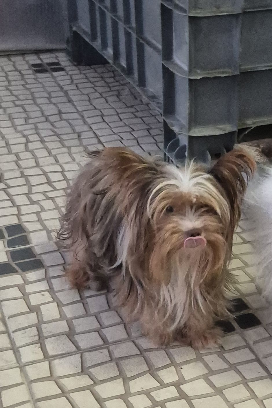Biewer Terrier Macho adulto Criadora Registada PT 3088 FL