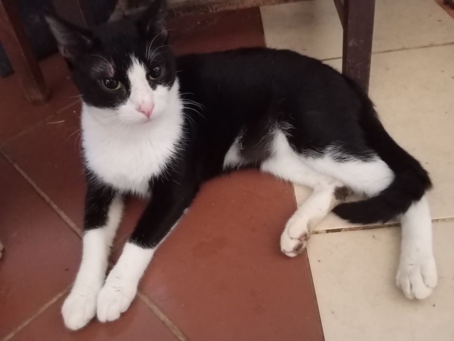 Gatinhos para adopção