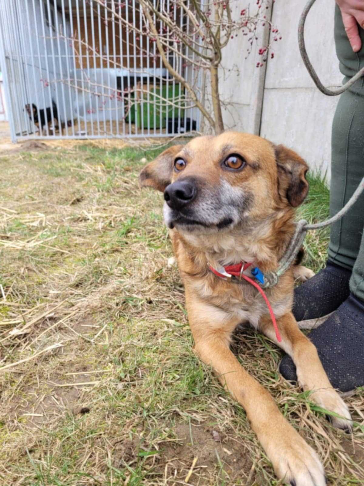 Przerażony BARTUŚ szuka kochającego domu !! Do adopcji !!