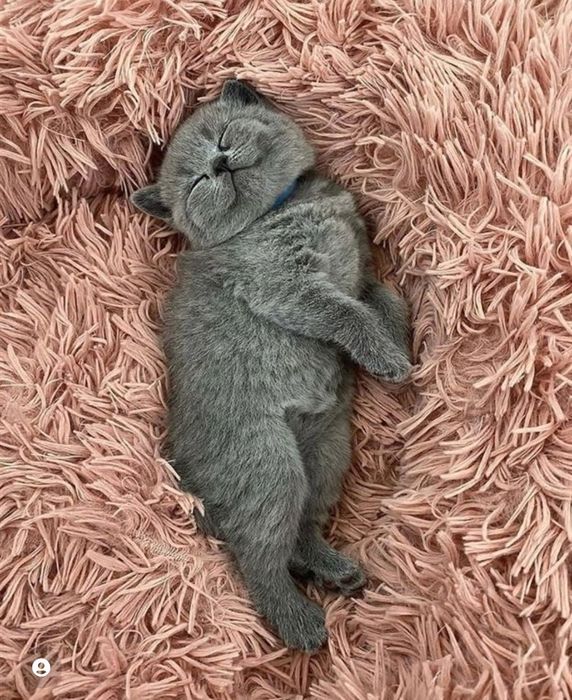 Котята шотландцы